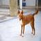 GPAR :: Grupo de Protección Animal de Rute