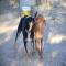 GPAR :: Grupo de Protección Animal de Rute