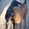 GPAR :: Grupo de Protección Animal de Rute