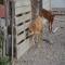 GPAR :: Grupo de Protección Animal de Rute