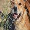 GPAR :: Grupo de Protección Animal de Rute