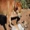 GPAR :: Grupo de Protección Animal de Rute
