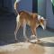 GPAR :: Grupo de Protección Animal de Rute