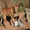 GPAR :: Grupo de Protección Animal de Rute