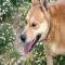 GPAR :: Grupo de Protección Animal de Rute