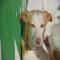 GPAR :: Grupo de Protección Animal de Rute
