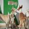 GPAR :: Grupo de Protección Animal de Rute