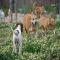 GPAR :: Grupo de Protección Animal de Rute