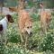 GPAR :: Grupo de Protección Animal de Rute