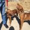 GPAR :: Grupo de Protección Animal de Rute