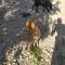 GPAR :: Grupo de Protección Animal de Rute