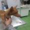 GPAR :: Grupo de Protección Animal de Rute