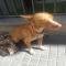 GPAR :: Grupo de Protección Animal de Rute