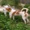 GPAR :: Grupo de Protección Animal de Rute