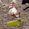 GPAR :: Grupo de Protección Animal de Rute