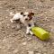 GPAR :: Grupo de Protección Animal de Rute