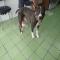 GPAR :: Grupo de Protección Animal de Rute