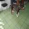 GPAR :: Grupo de Protección Animal de Rute