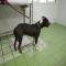 GPAR :: Grupo de Protección Animal de Rute