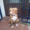 GPAR :: Grupo de Protección Animal de Rute