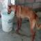 GPAR :: Grupo de Protección Animal de Rute