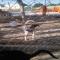 GPAR :: Grupo de Protección Animal de Rute
