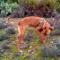 GPAR :: Grupo de Protección Animal de Rute