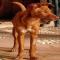 GPAR :: Grupo de Protección Animal de Rute