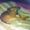 GPAR :: Grupo de Protección Animal de Rute