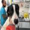 GPAR :: Grupo de Protección Animal de Rute