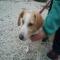 GPAR :: Grupo de Protección Animal de Rute