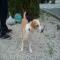 GPAR :: Grupo de Protección Animal de Rute